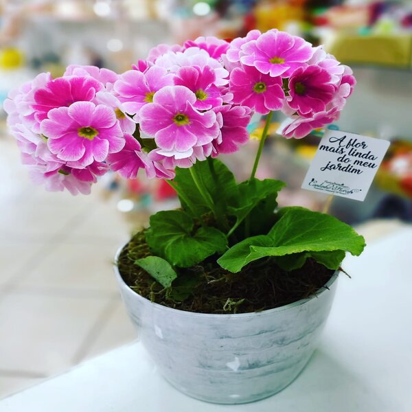 Flores-plantadas-05.jpg